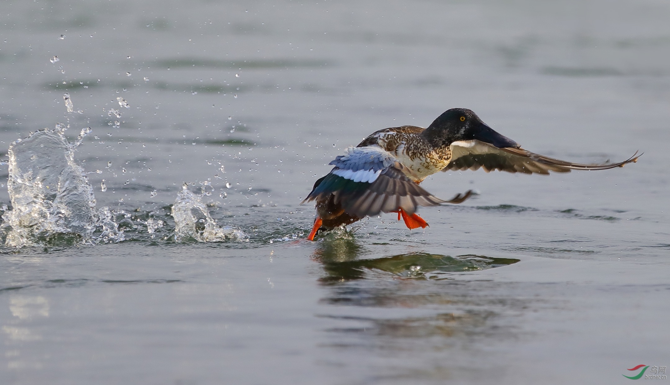 水面飞鸭