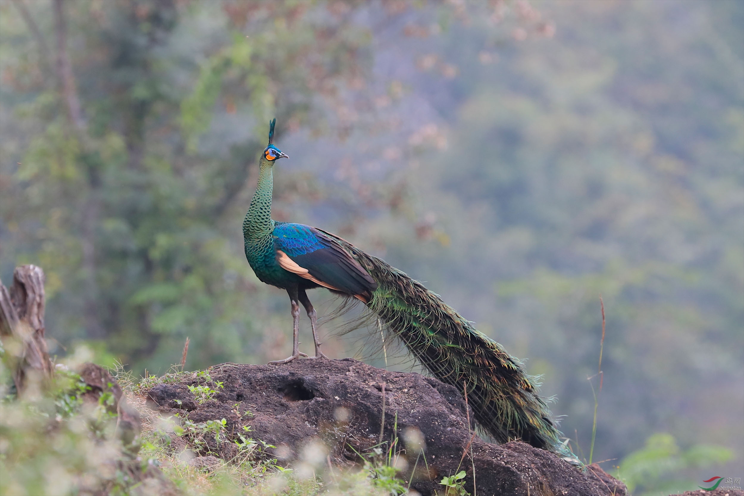 绿孔雀喜欢仙境般生活环境的野生泰国绿孔雀