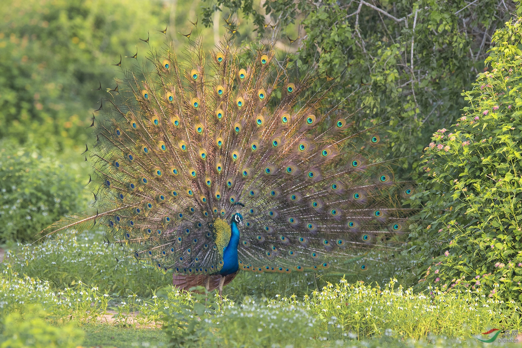 蓝孔雀开屏
