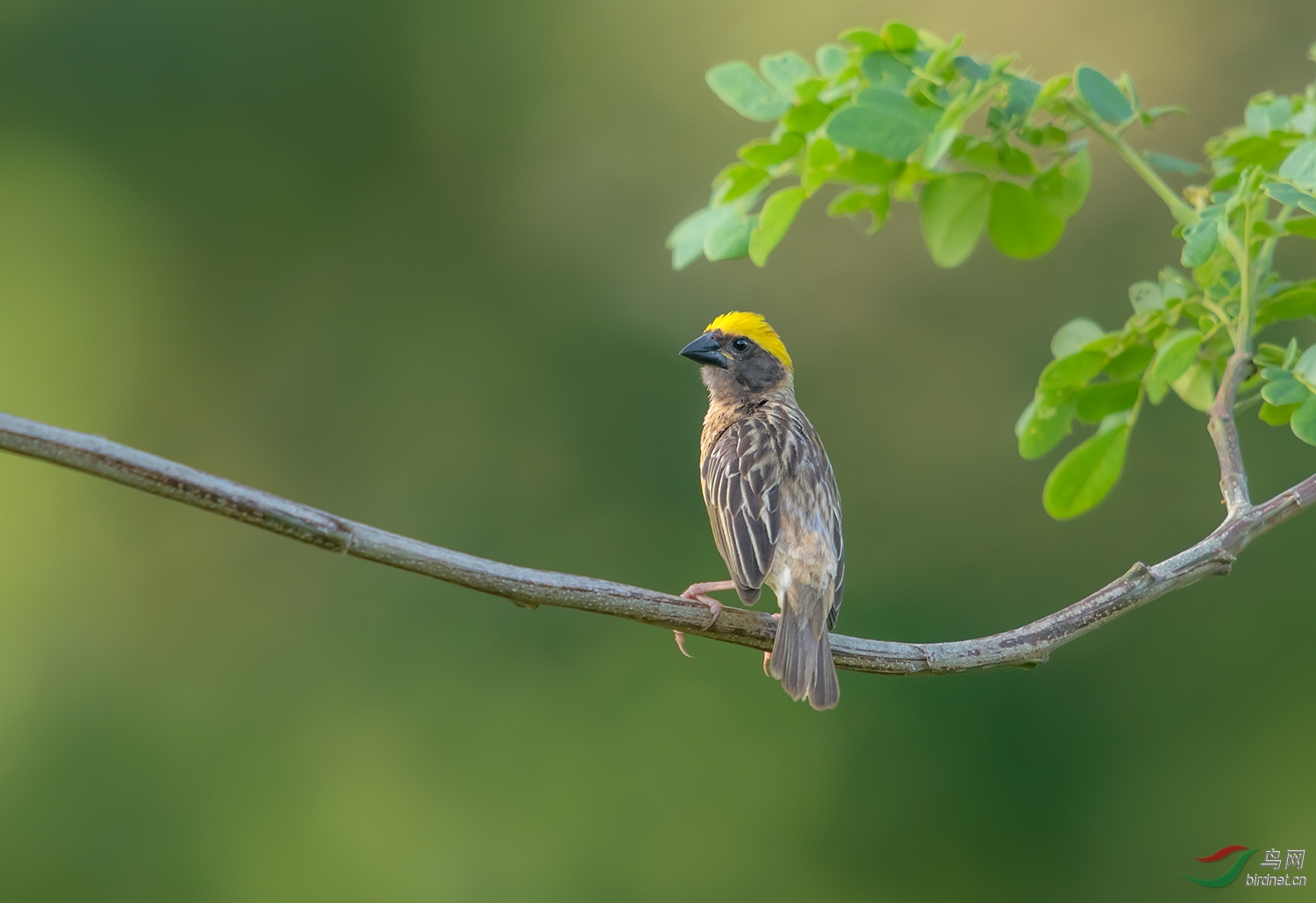 黄胸织雀黄胸织布鸟荣获首页精华