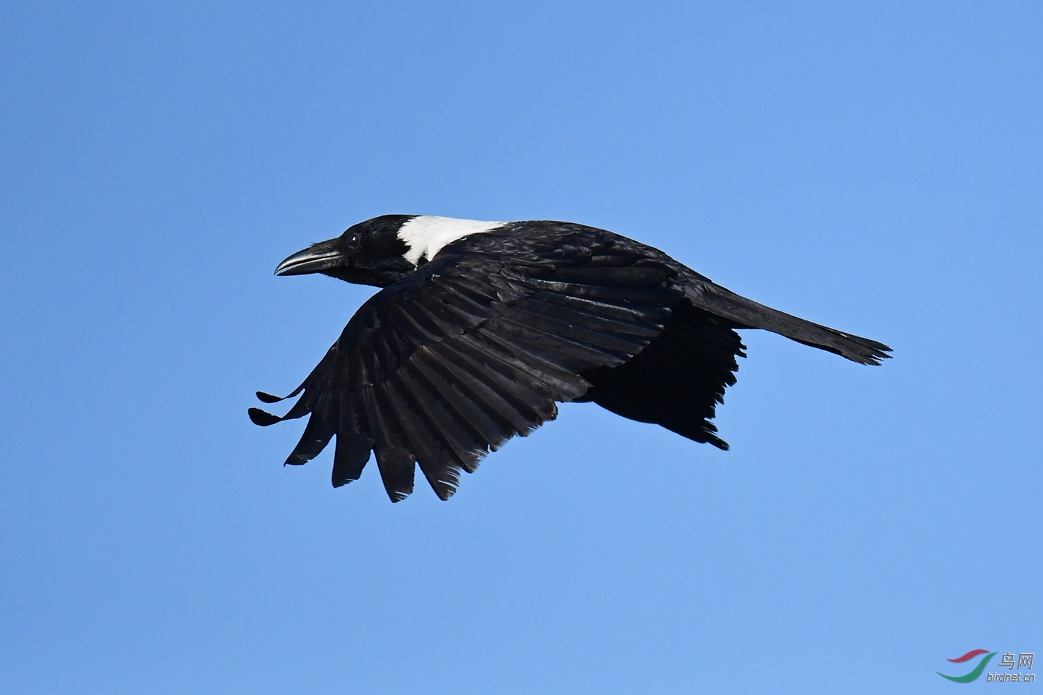 飞翔的白颈鸦