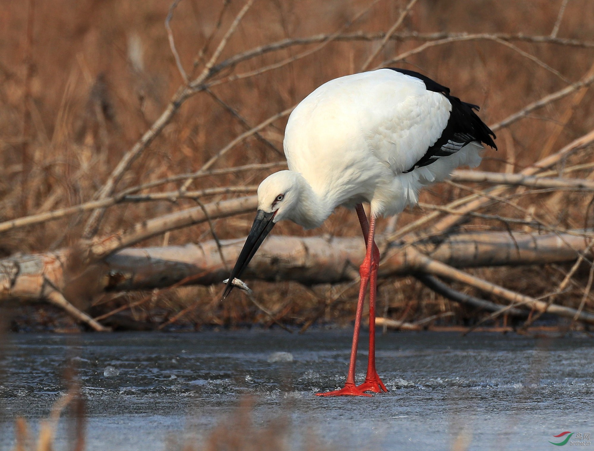 破冰扑鱼高手东方白鹳