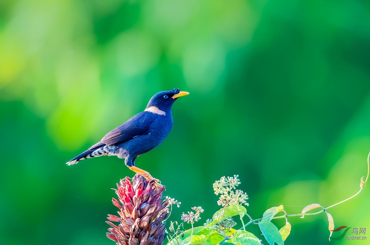 白领八哥祝贺获得首页精华