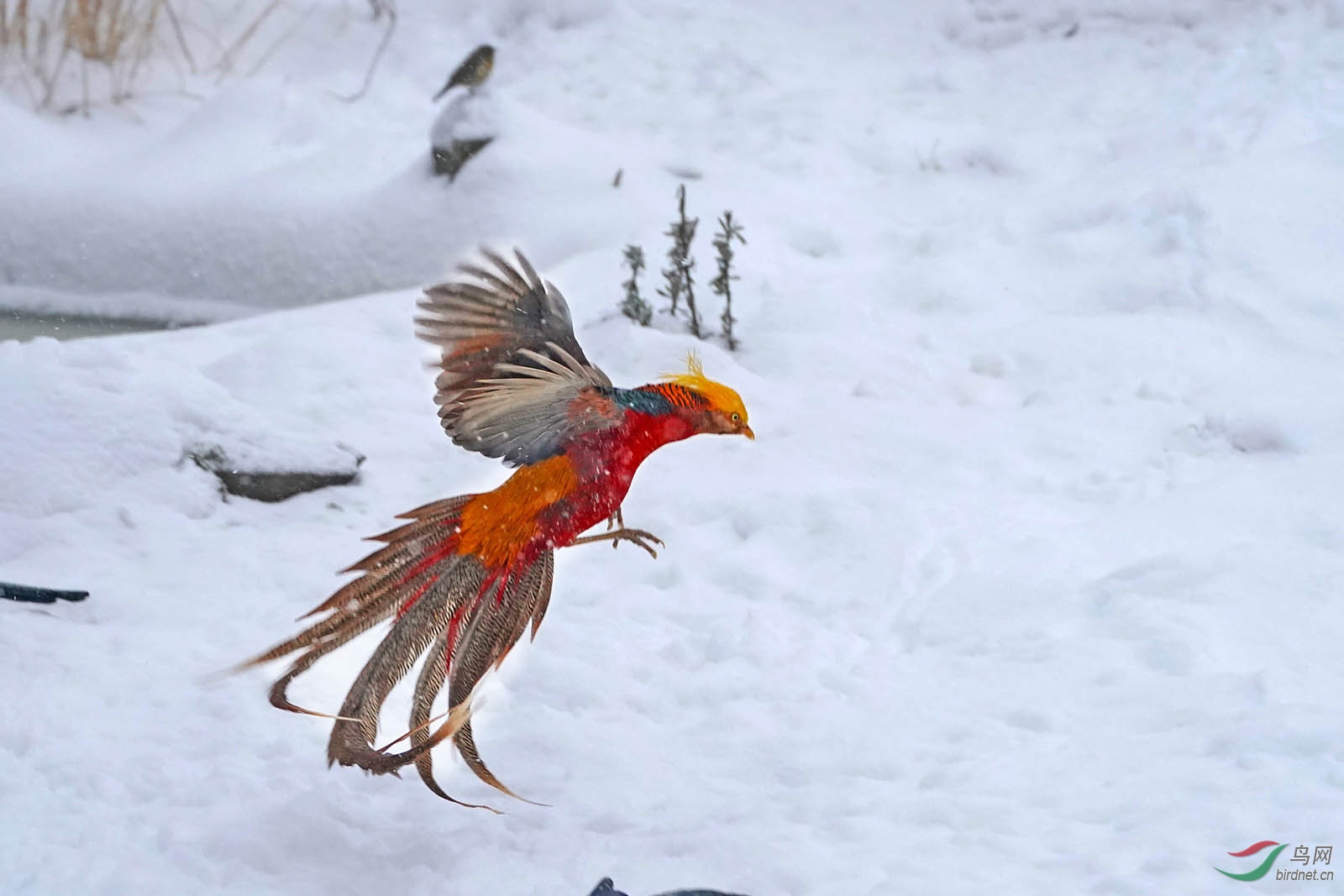 鳳凰涅盤雪中舞