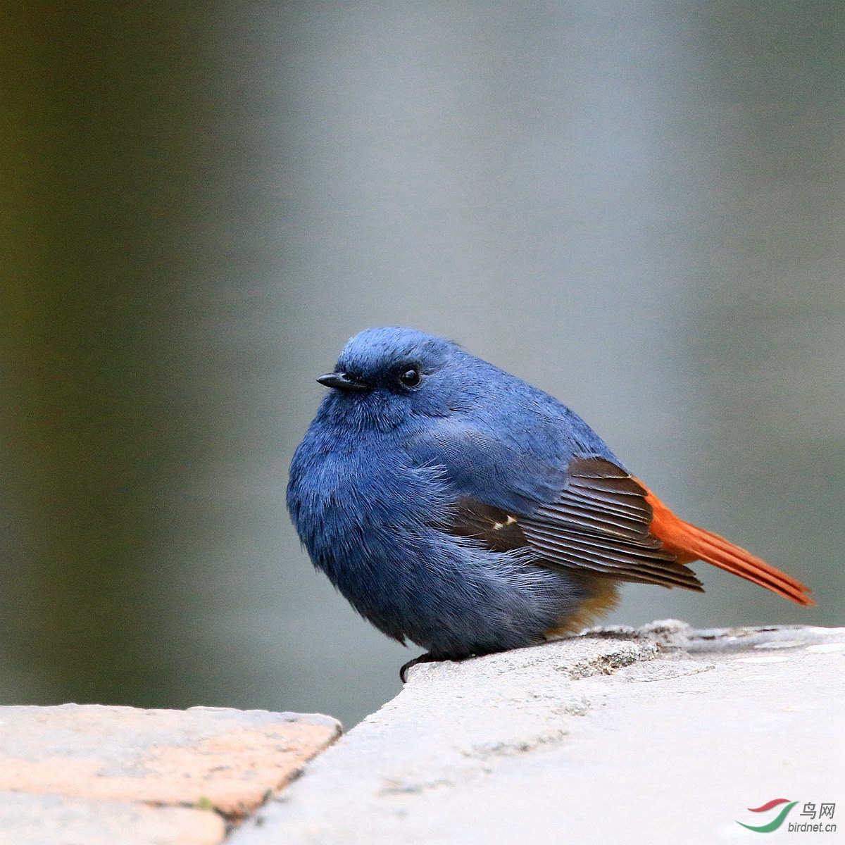 呆萌小胖鸟——红尾水鸲