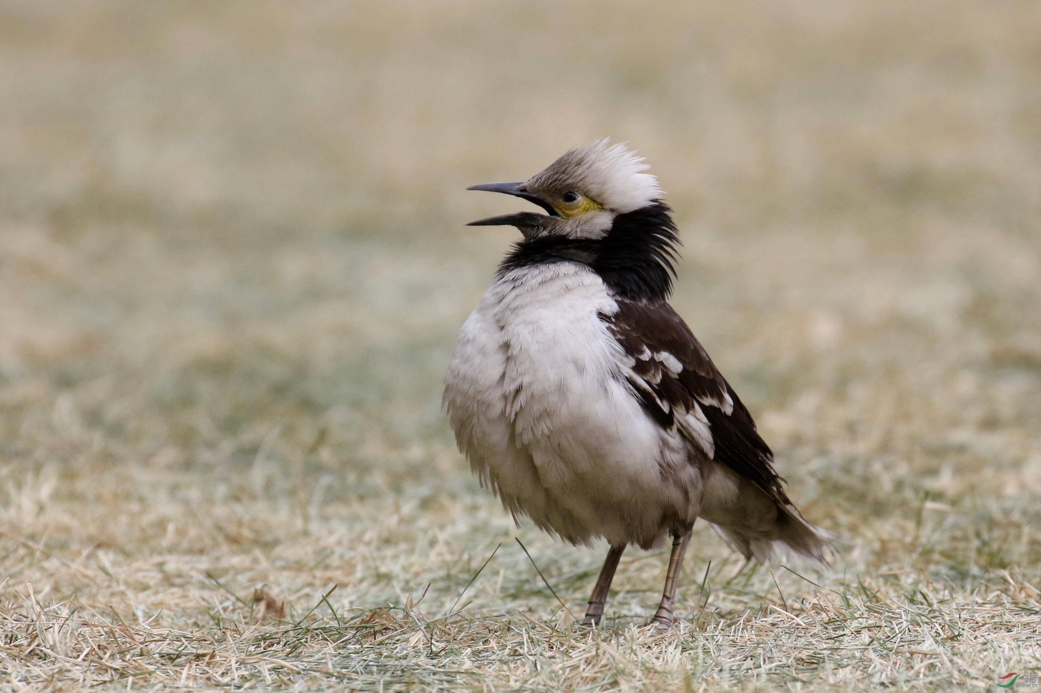 爱叫的黑领椋鸟