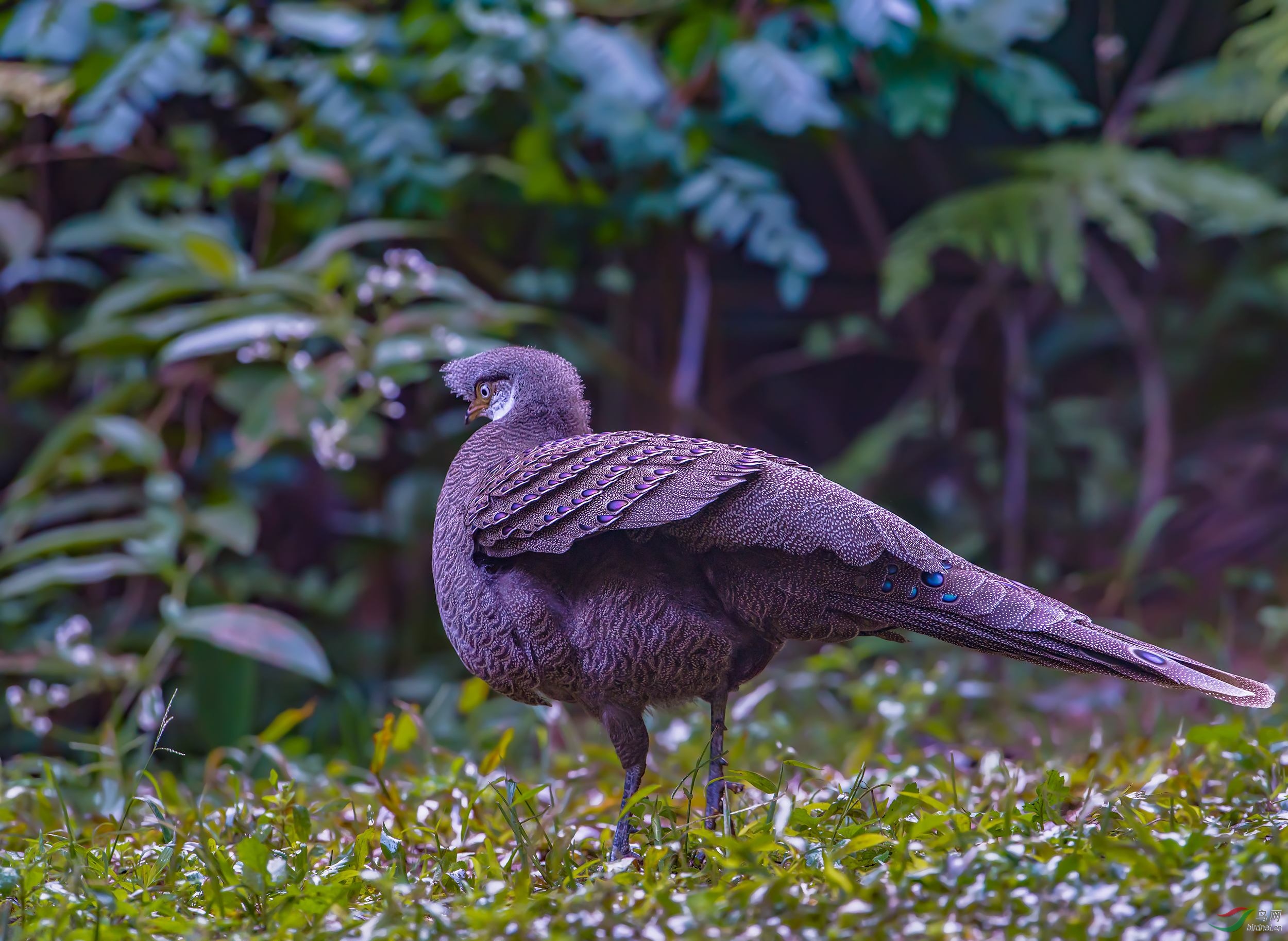 灰孔雀雉
