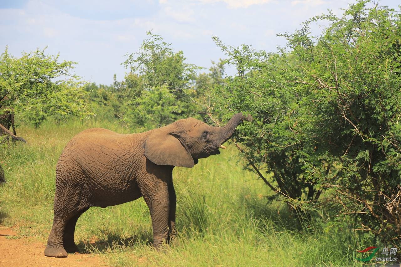 非洲象 同非洲象相比亚洲象体型较