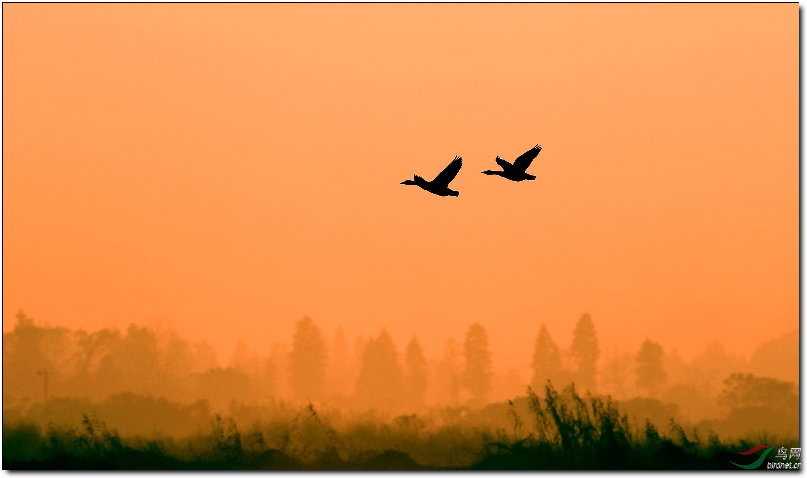夕阳下的大雁图片图片