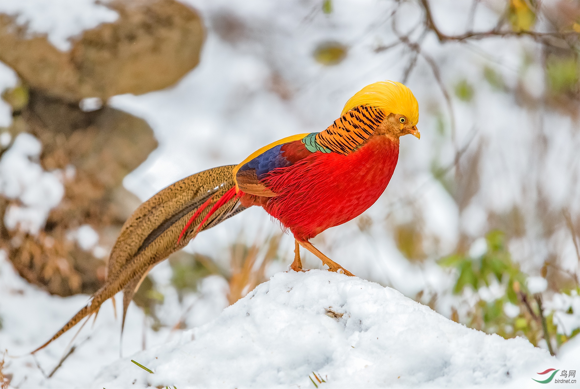 红腹锦鸡雄鸡.jpg