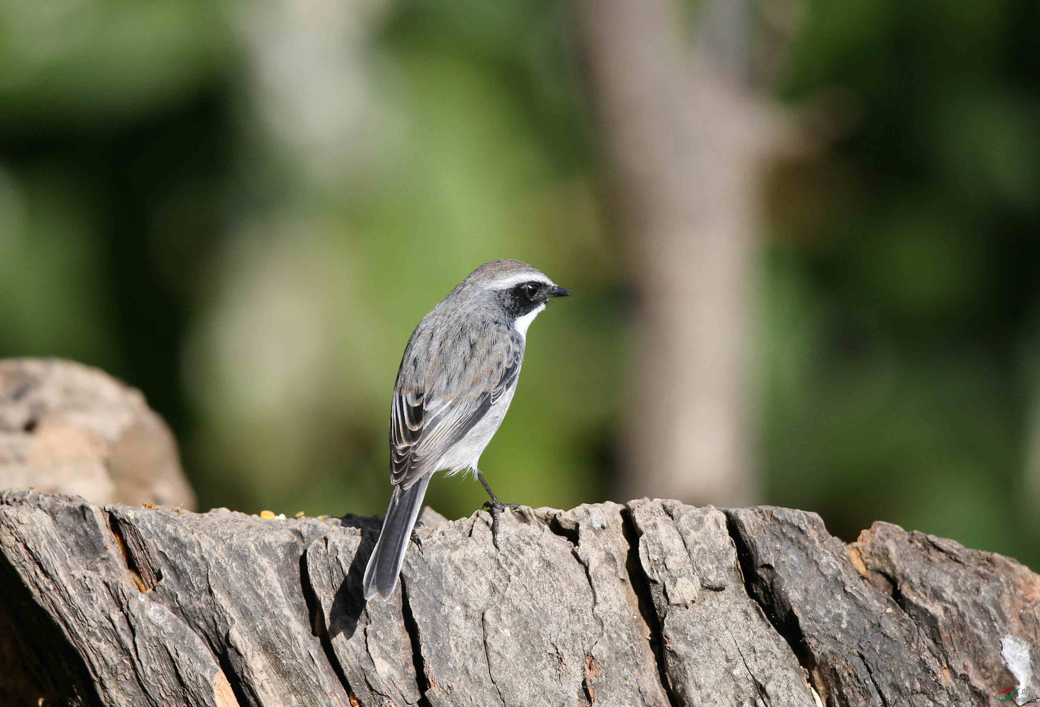 求鸟名一百花岭