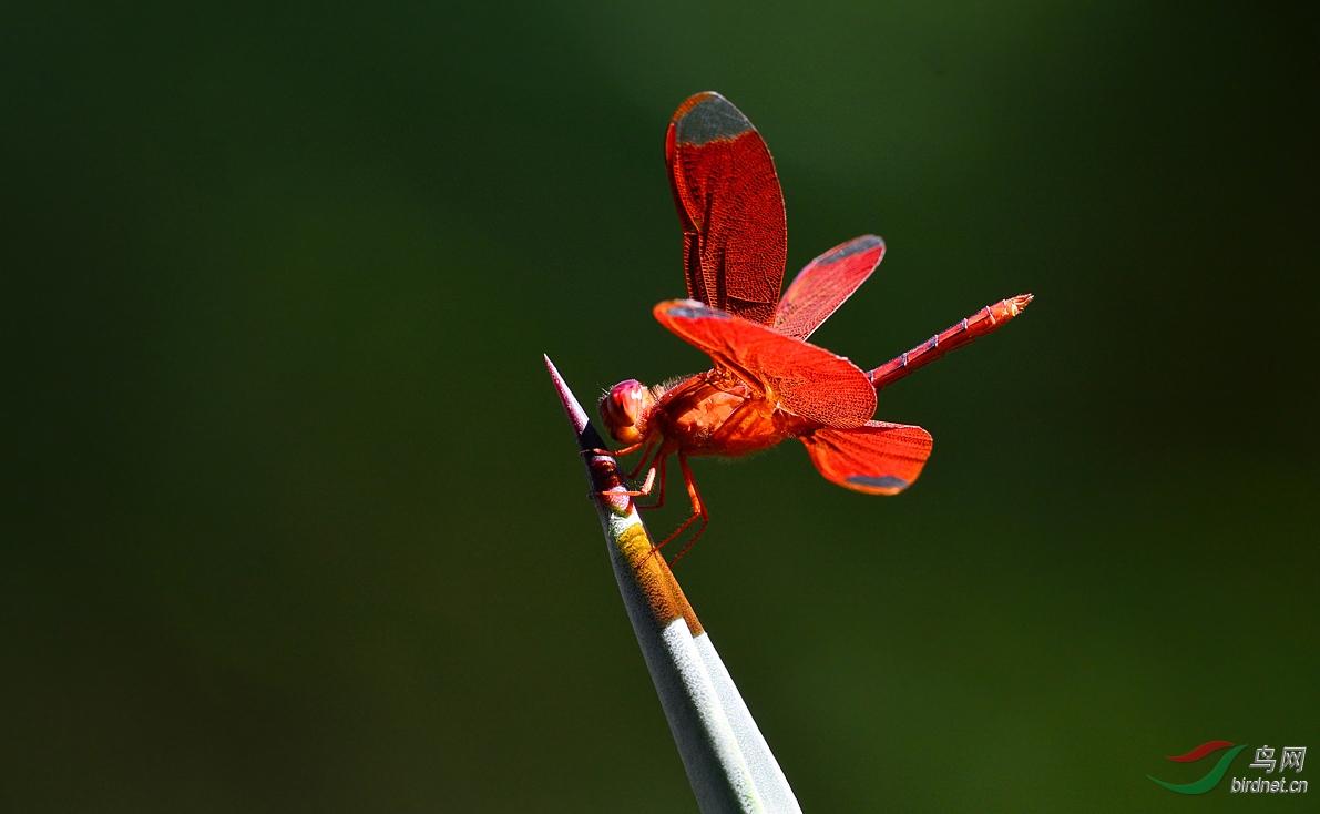 红蜻蜓