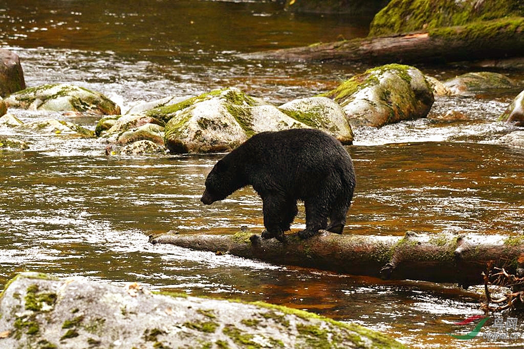 黑熊逮鱼