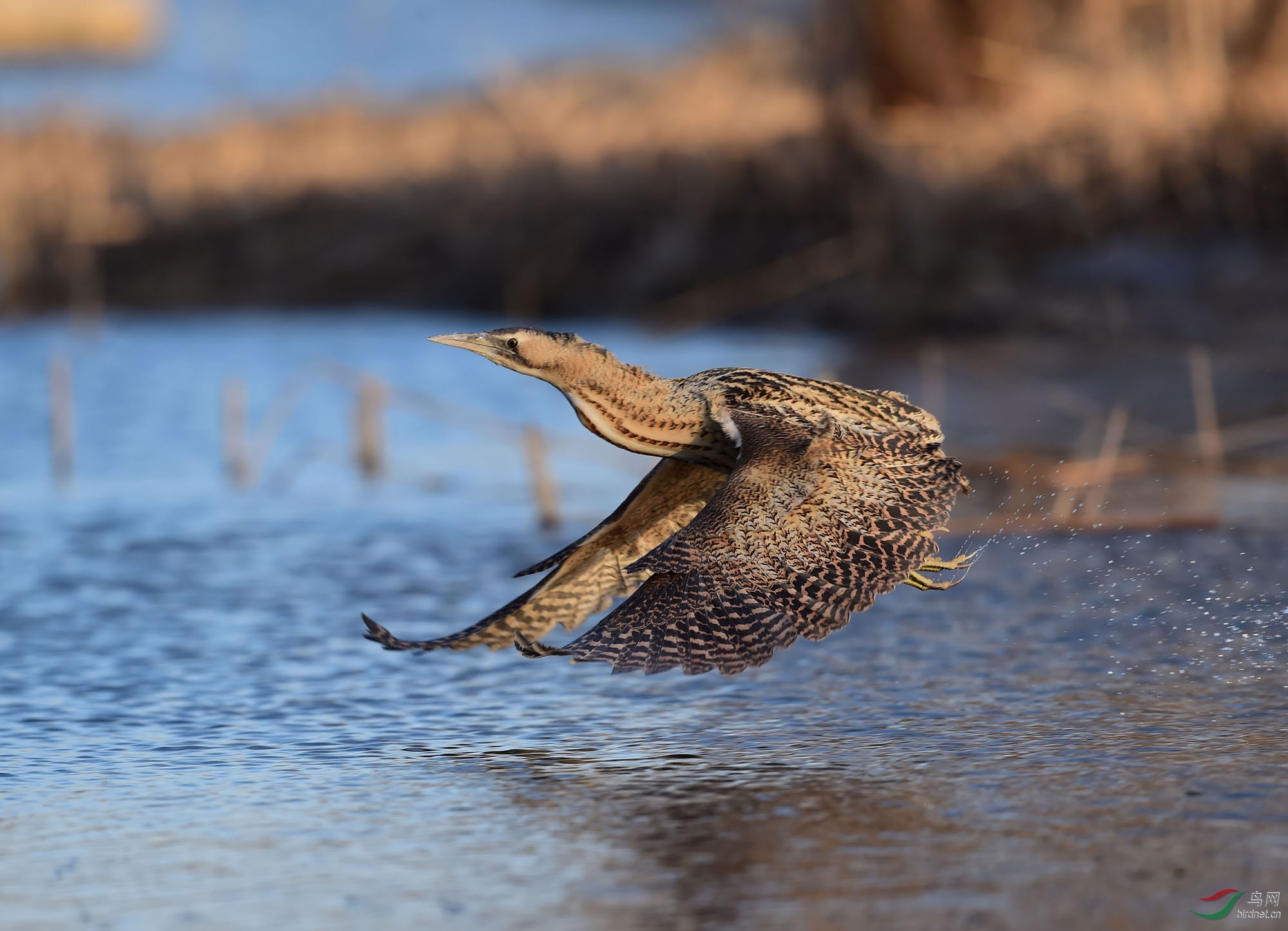 冬日里的大麻鳽