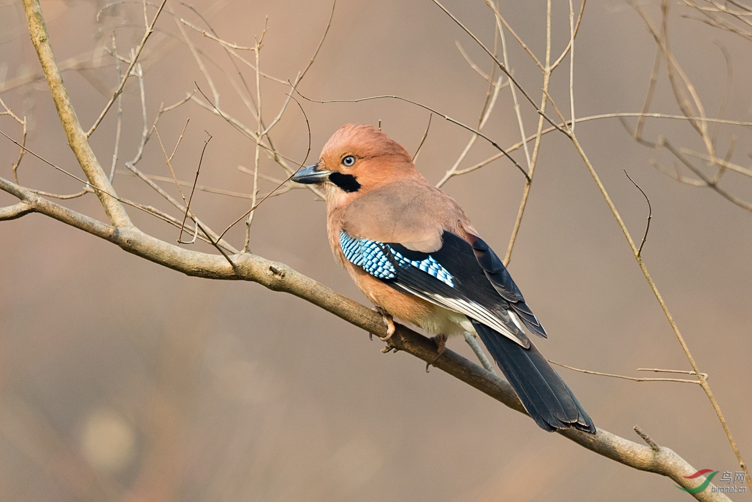 林鳥一組