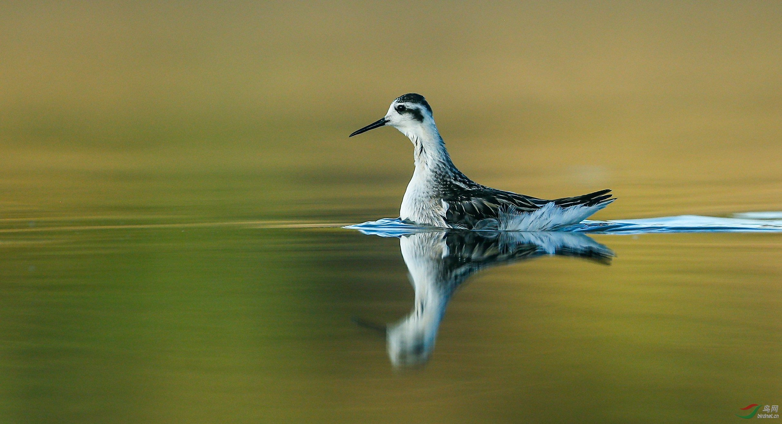 红颈瓣蹼鹬~加油青海版