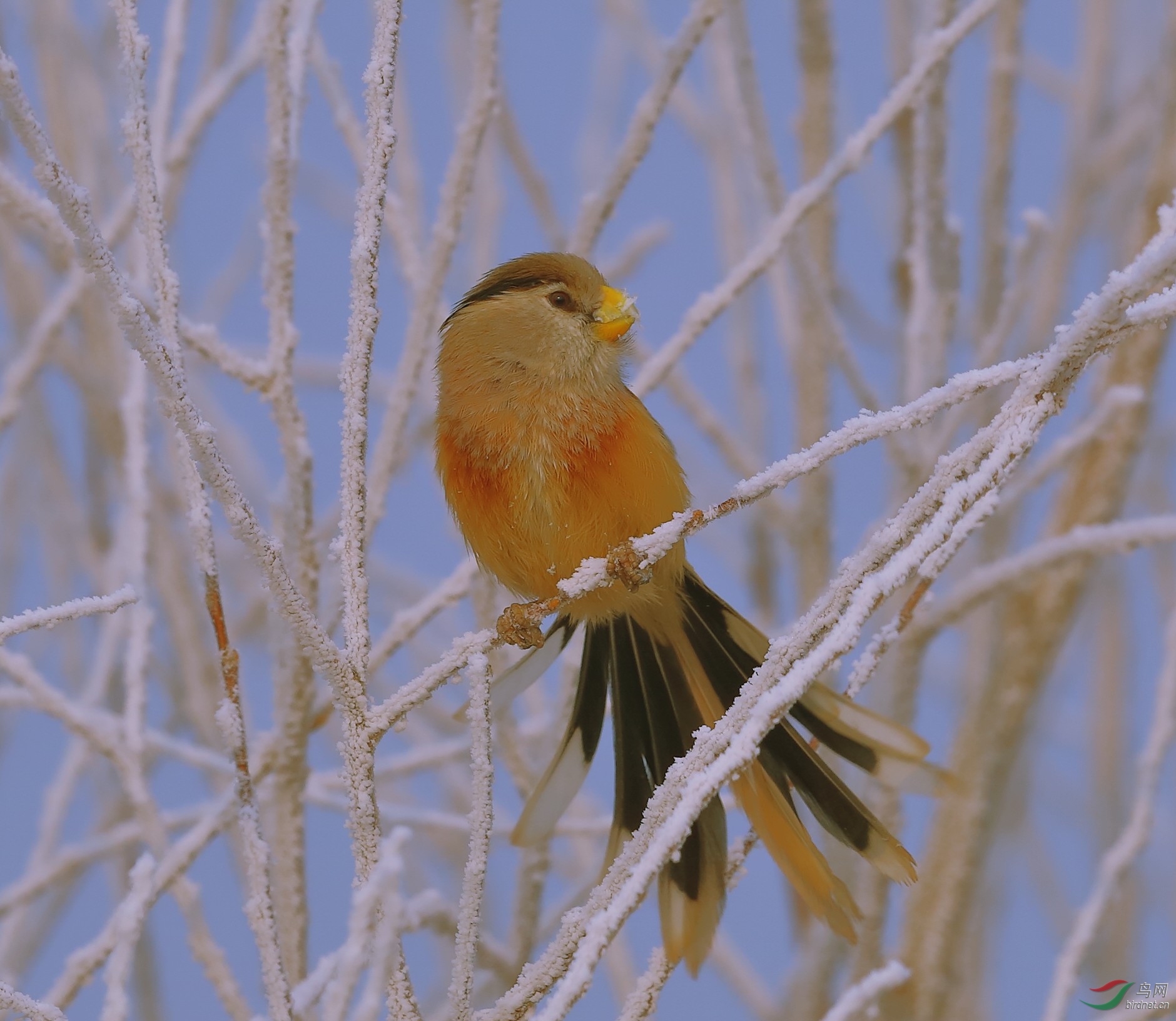 一只在北京寒冬天拍到的鸟