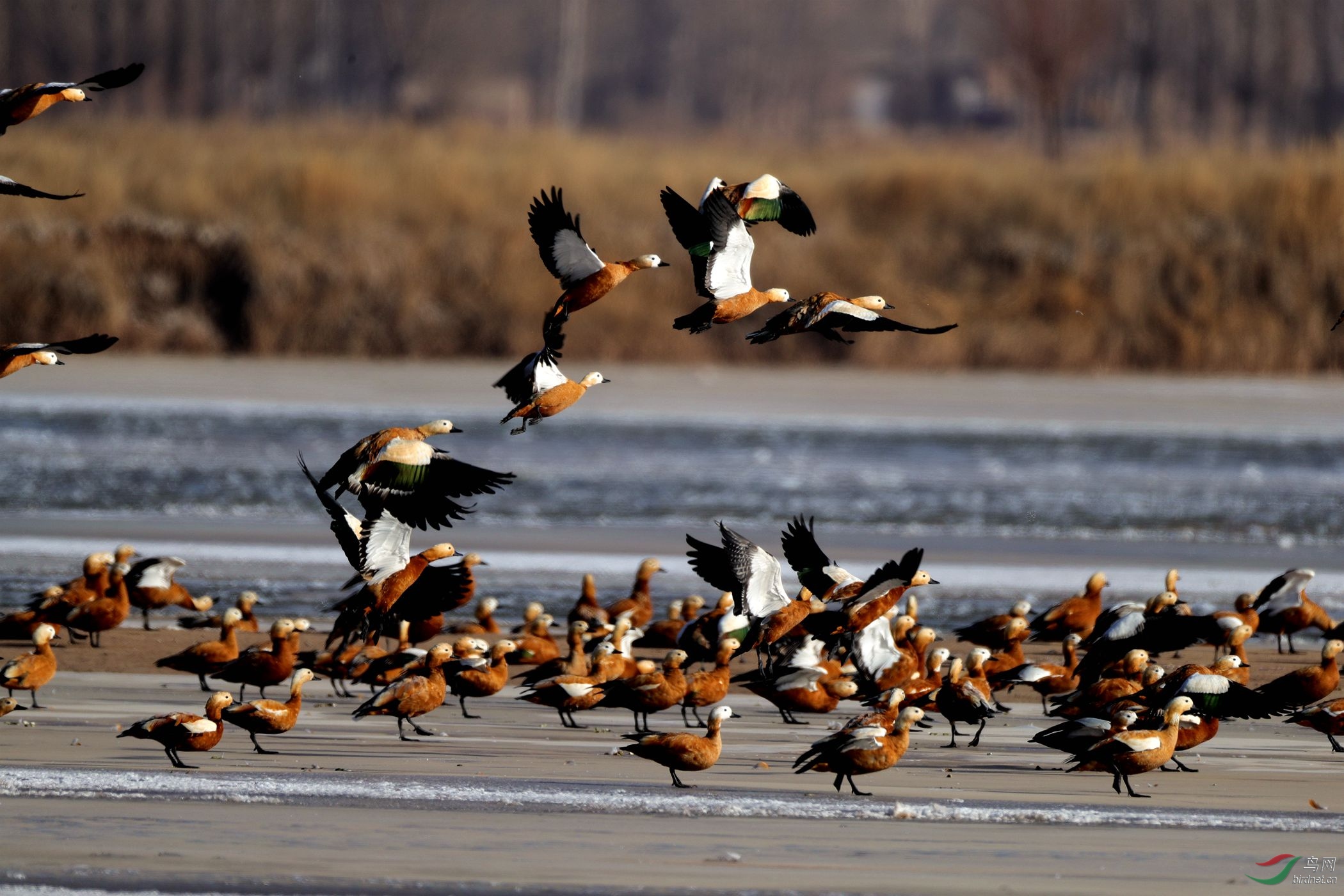 高台黑河湿地栖息迁徙的鸟