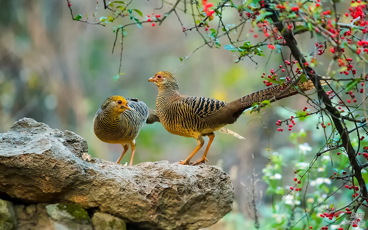 红腹锦鸡 - 雌鸟