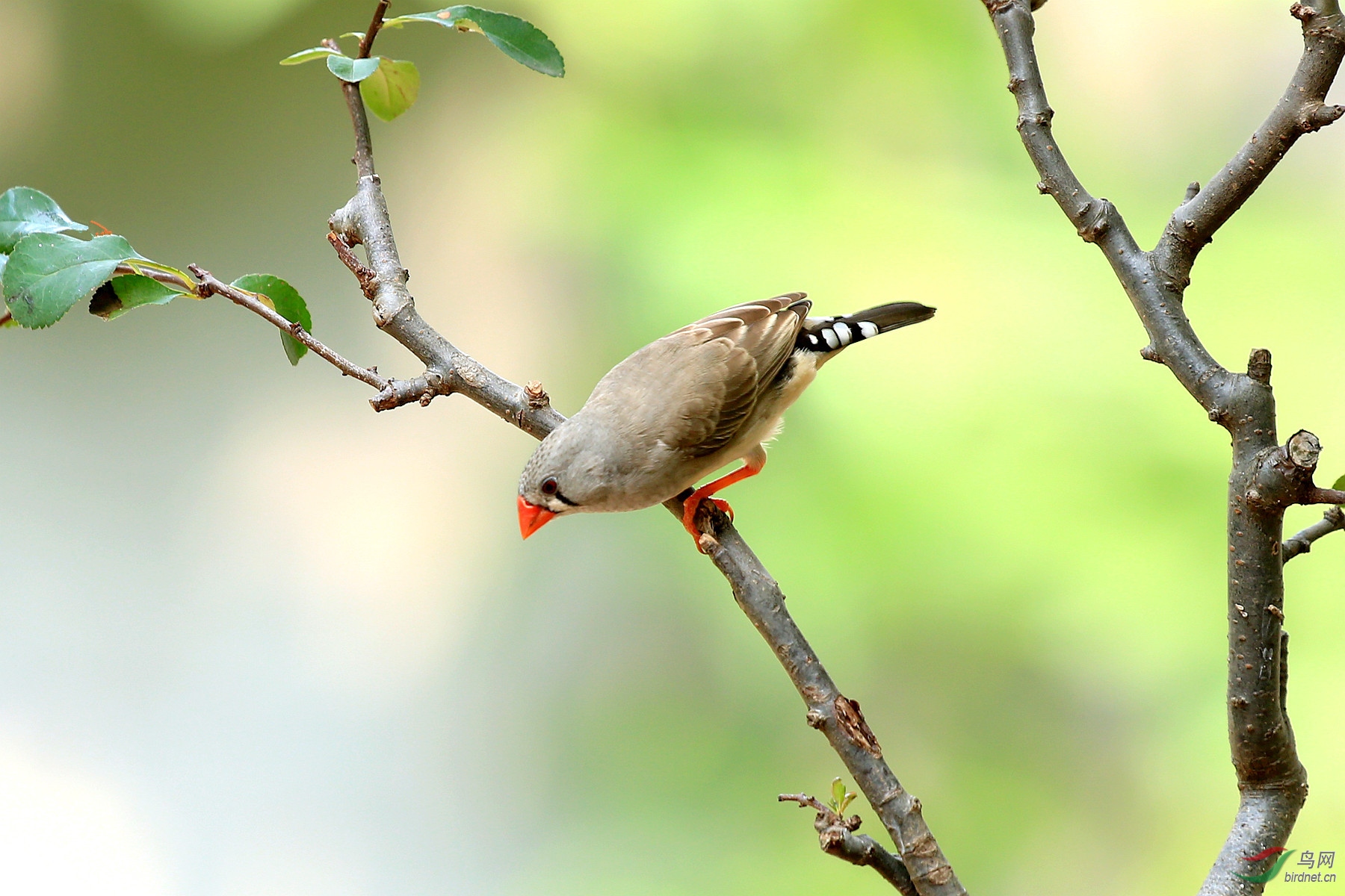 漂亮的斑胸草雀