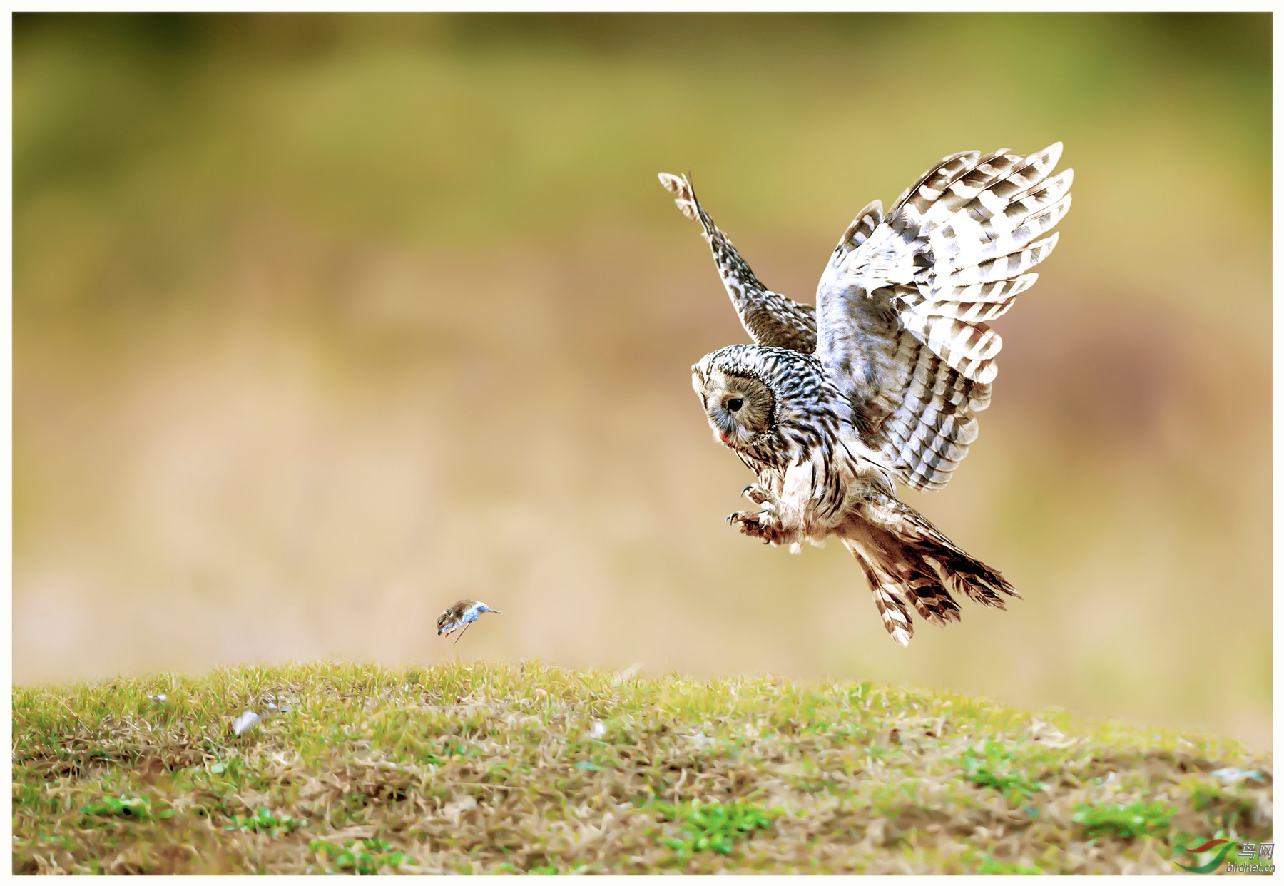"捕捉""长尾林鸮"