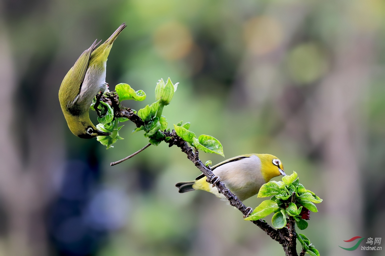 同栖一枝各自觅食暗绿绣眼鸟