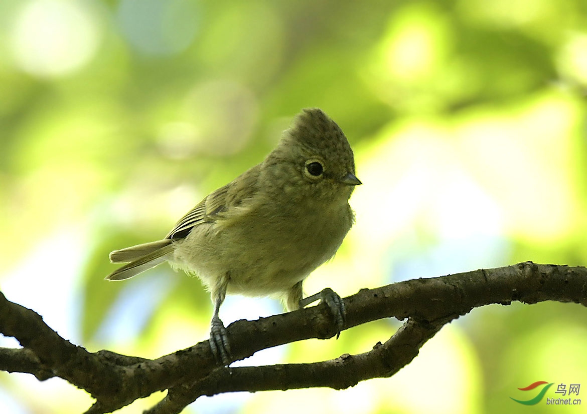 金佛山顶上的黄眉林雀