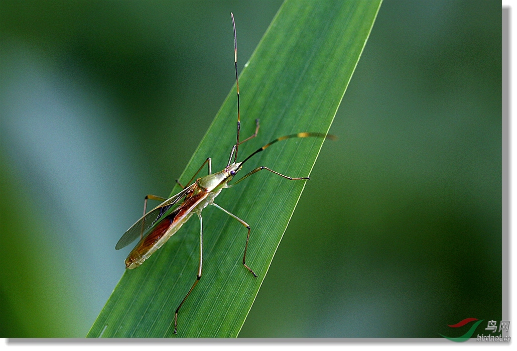 中稻缘蝽