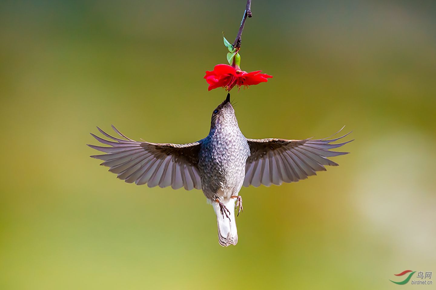 戴花要戴大红花