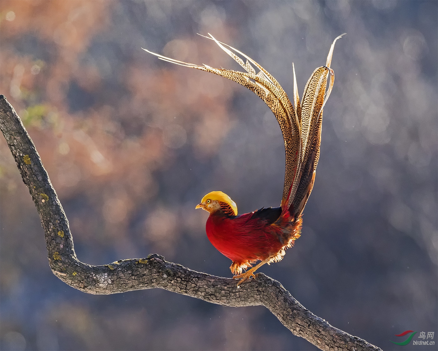 红腹锦鸡迎风而立