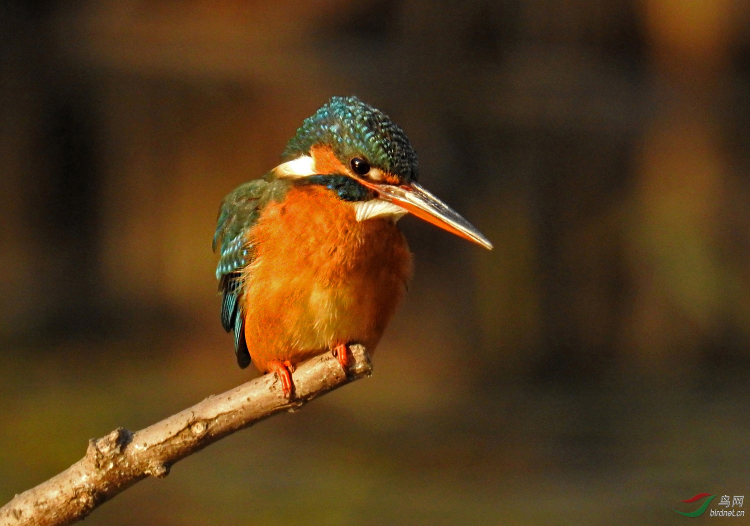 DSCN2105 ����.jpg