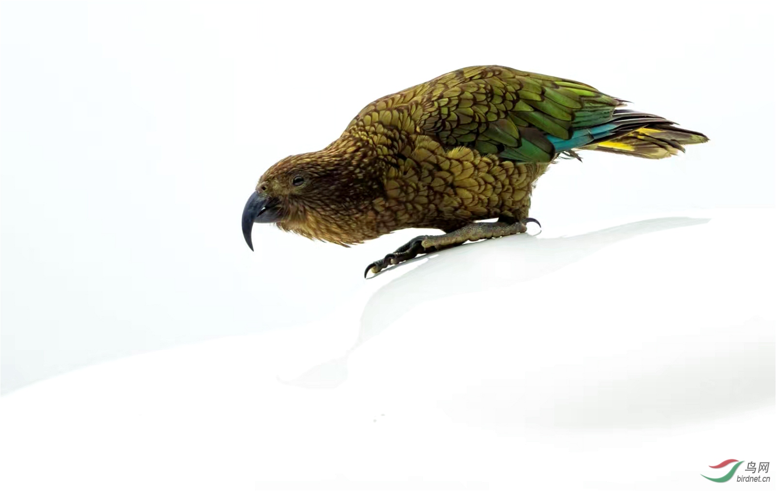 新西兰高山鹦鹉,又名食羊鹦鹉,仅存于新西兰,野外约5000余只.