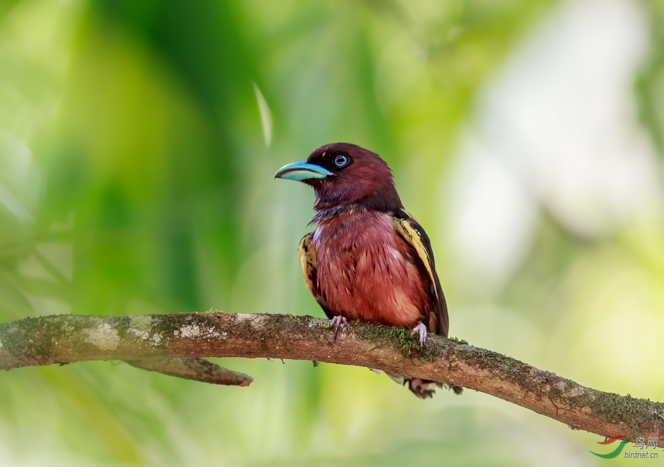 周末愉快浴后阔嘴鸟
