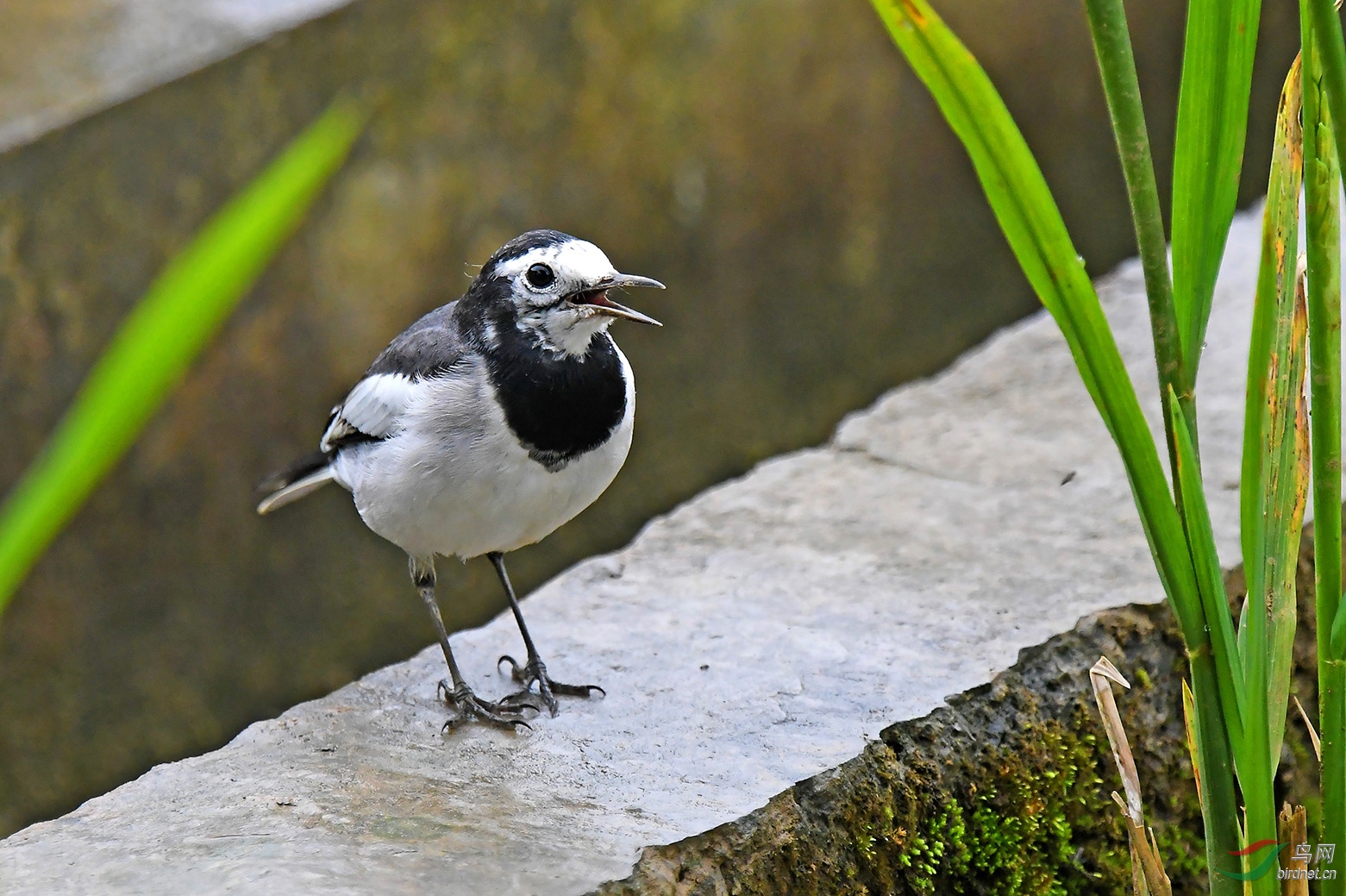 [林鸟] 雨后白鶺 