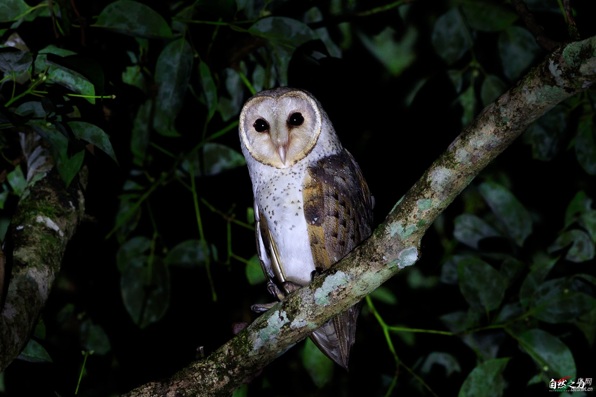 (仓鸮)苹果脸的仓鸮