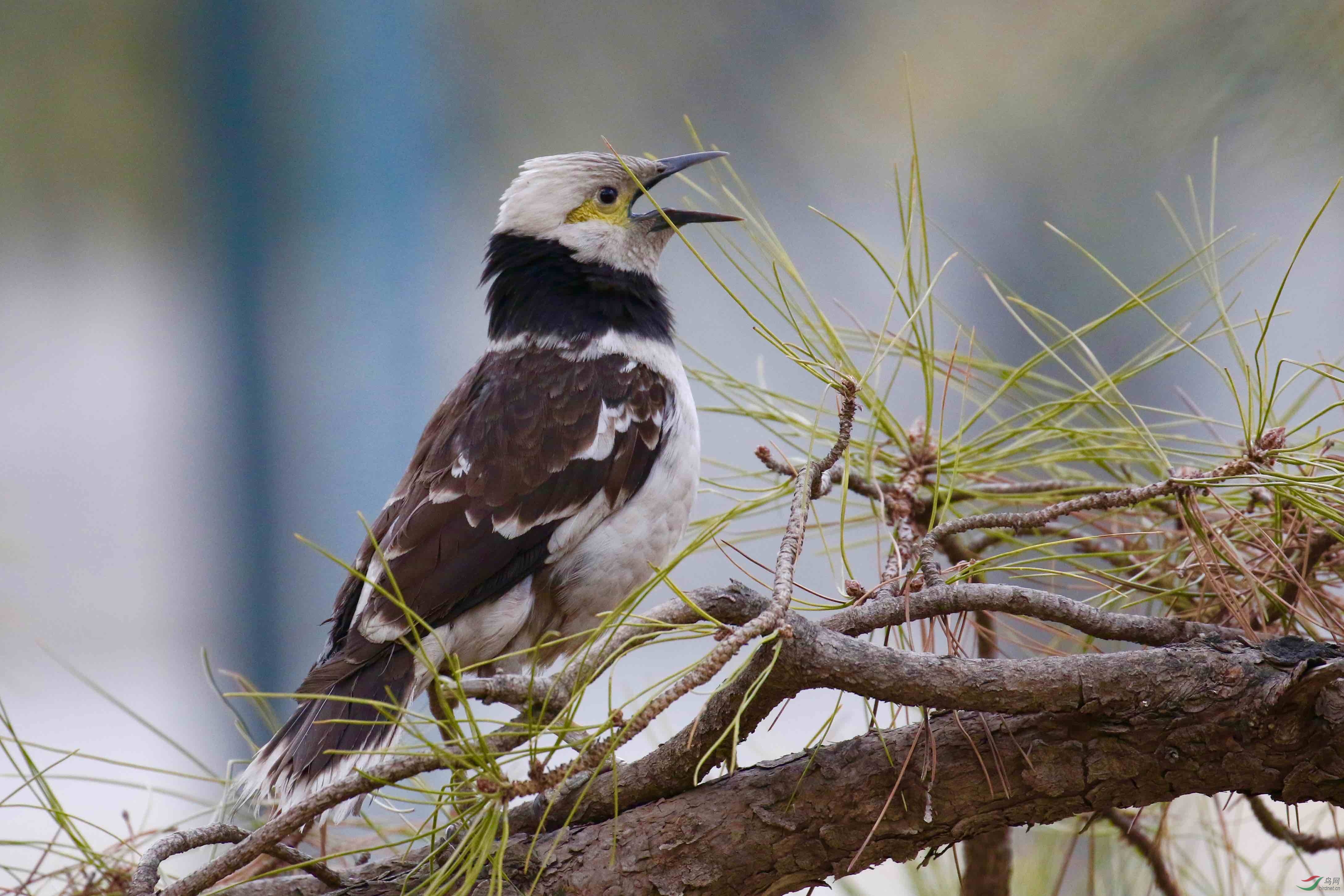 树枝上的黑领椋鸟