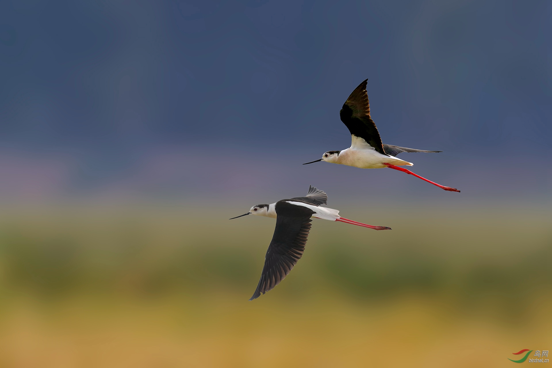 双飞黑翅长脚鹬