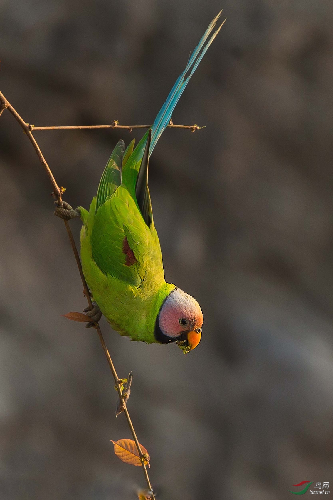 花头鹦鹉 祝福老师们周末愉快!生活多姿多彩!