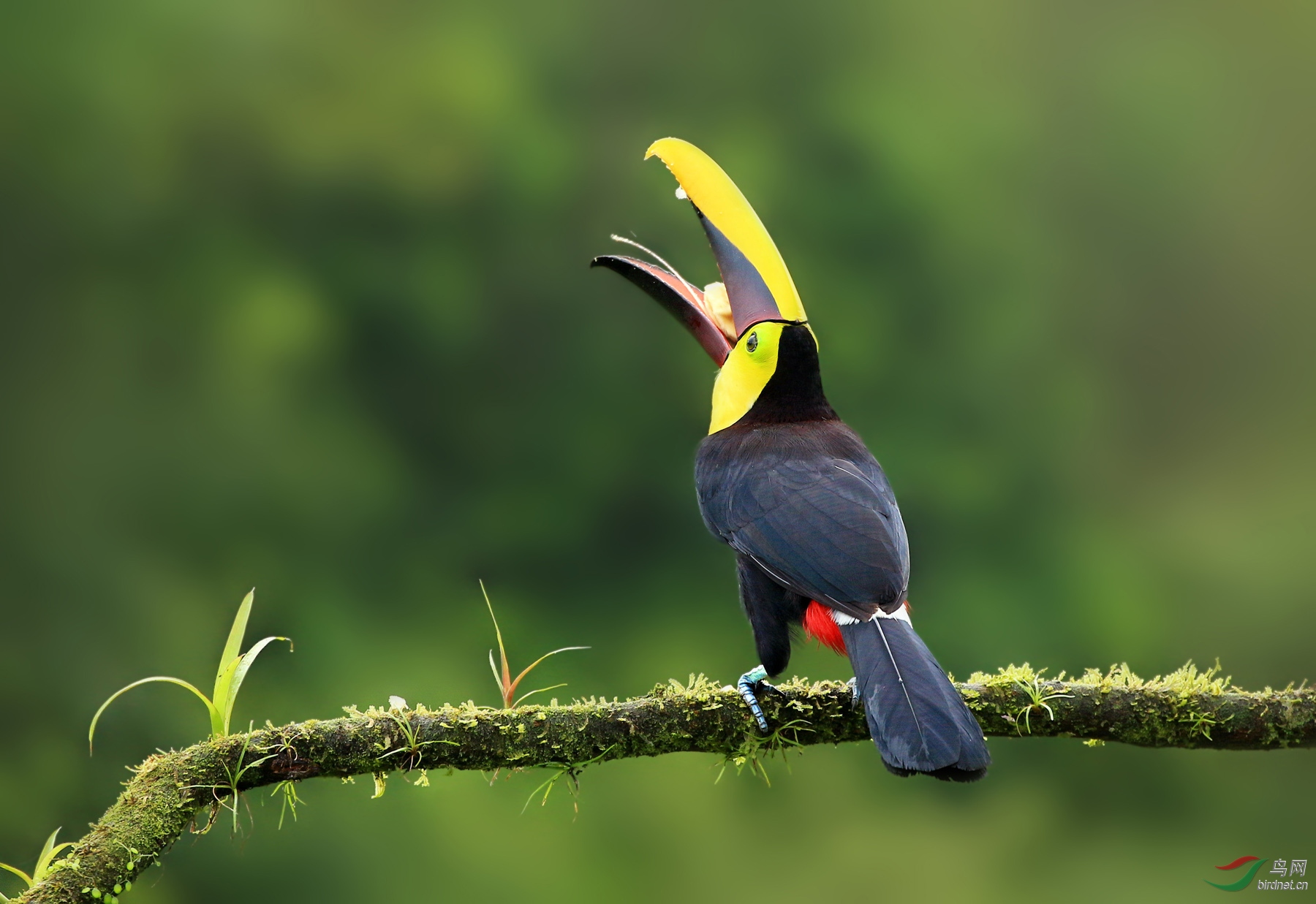 黑嘴巨嘴鸟早餐时间荣获首页精华
