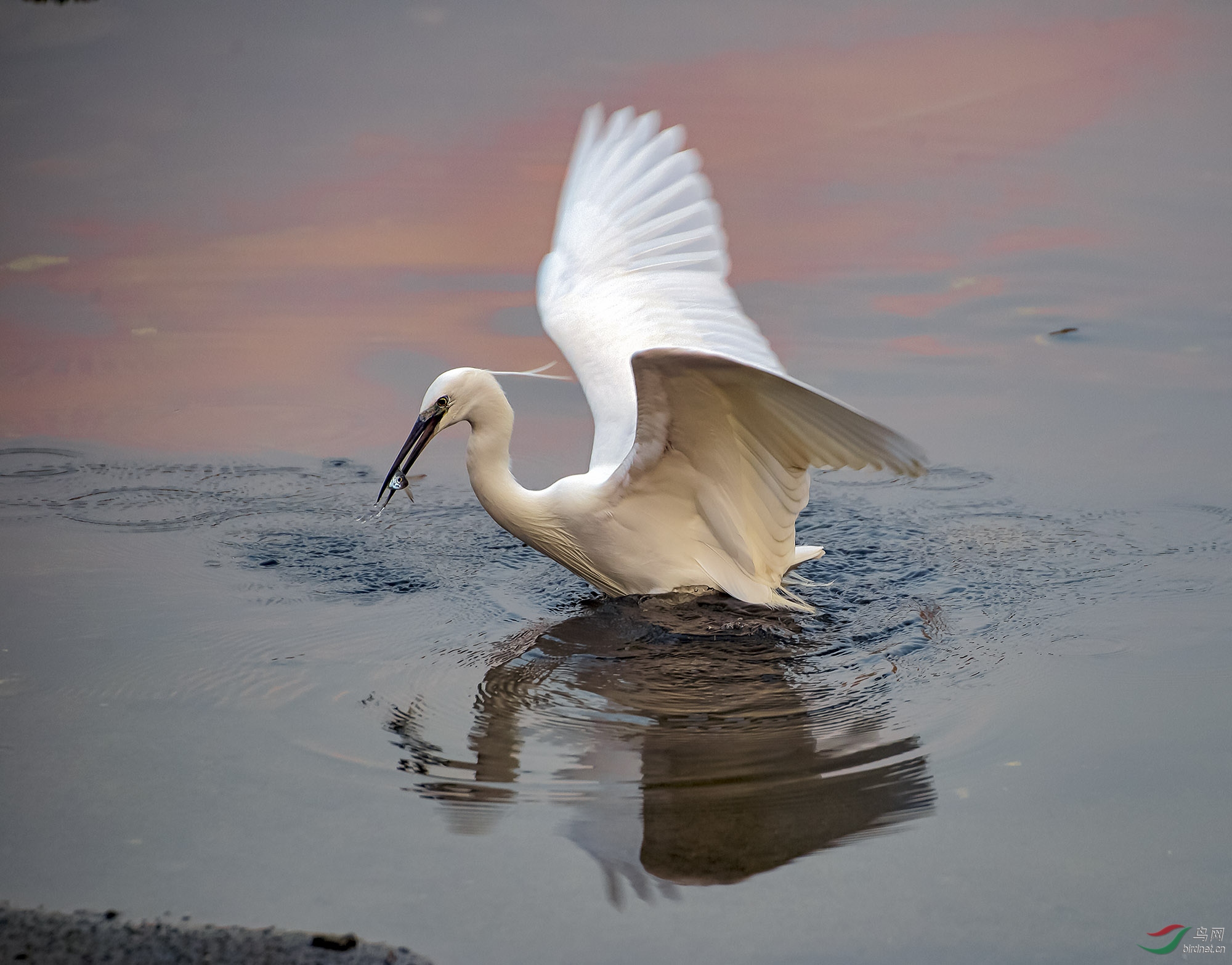 捕鱼的白鹭
