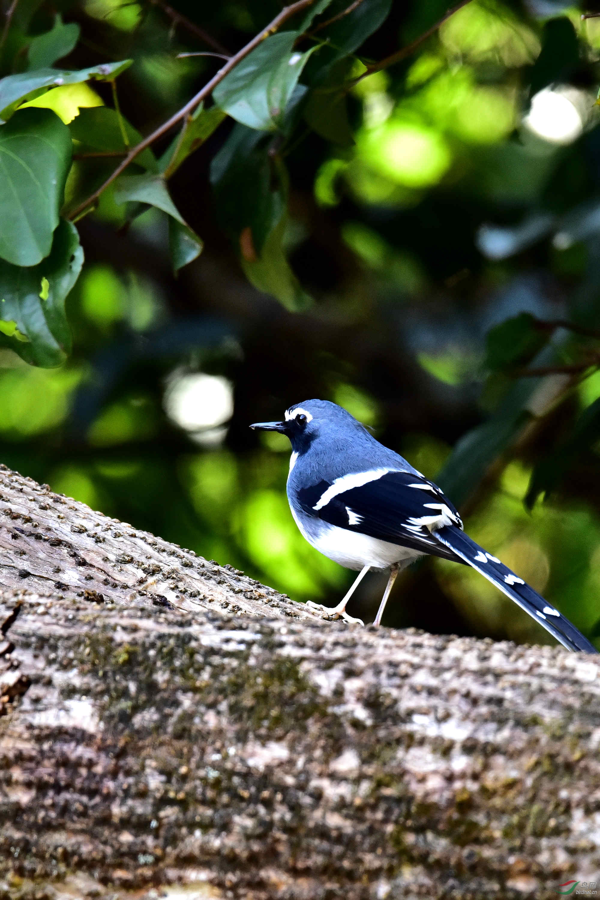 问鸟名 拍摄于福州森林公园