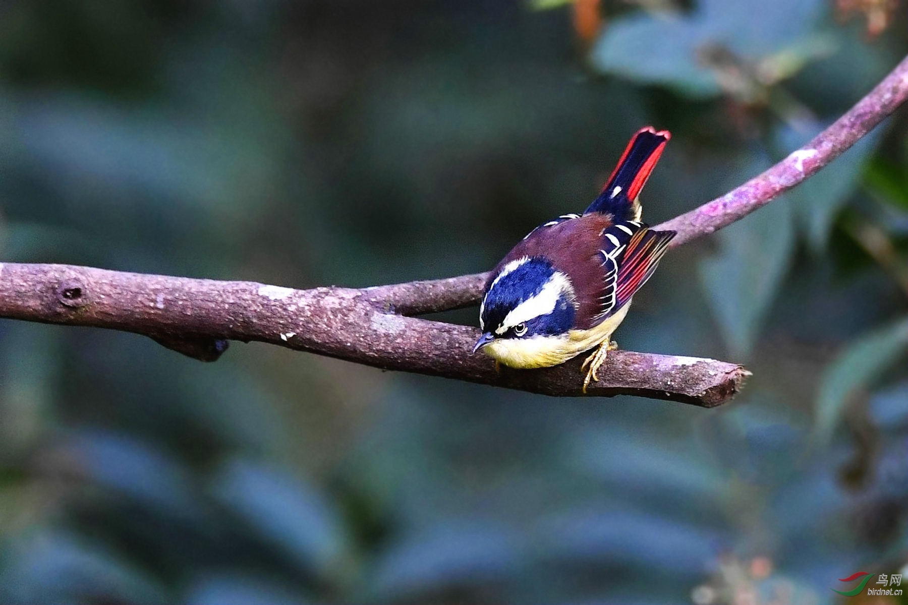百花岭火尾希鹛