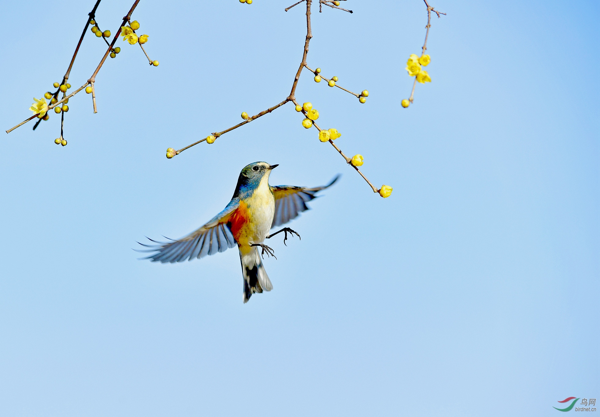 腊梅花开鸟飞来