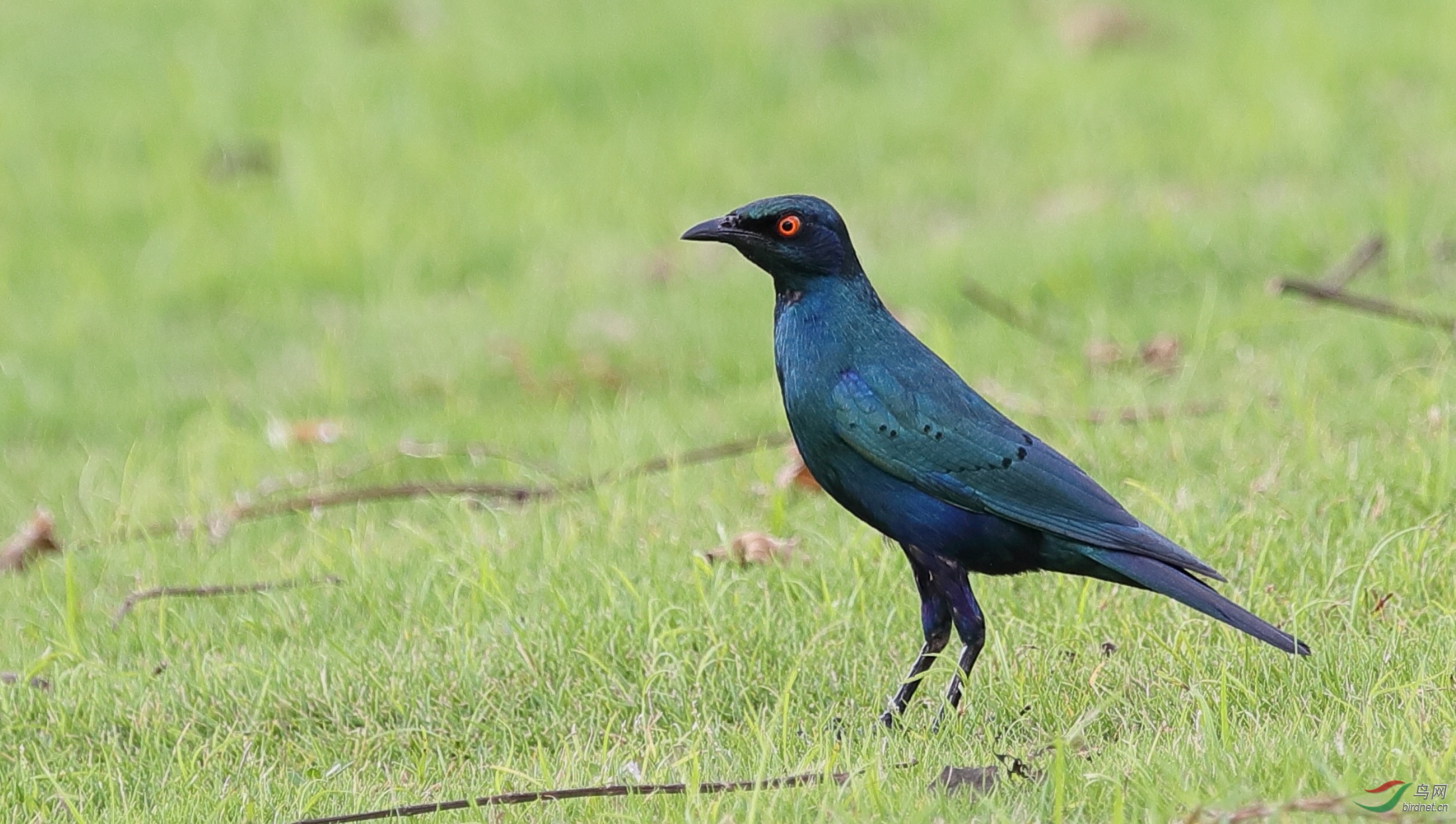纪实非洲的来客蓝耳丽椋鸟