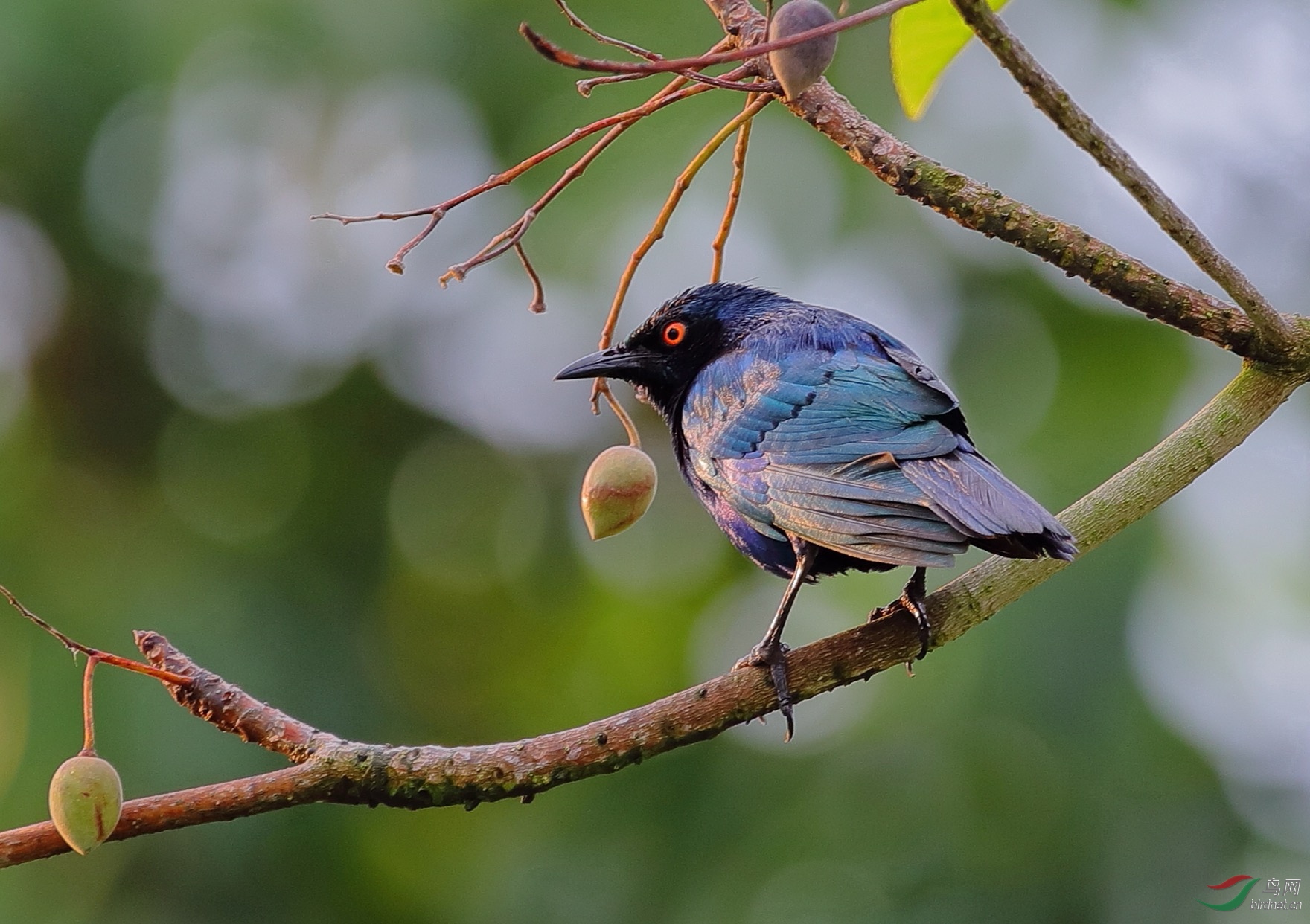 纪实非洲的来客蓝耳丽椋鸟