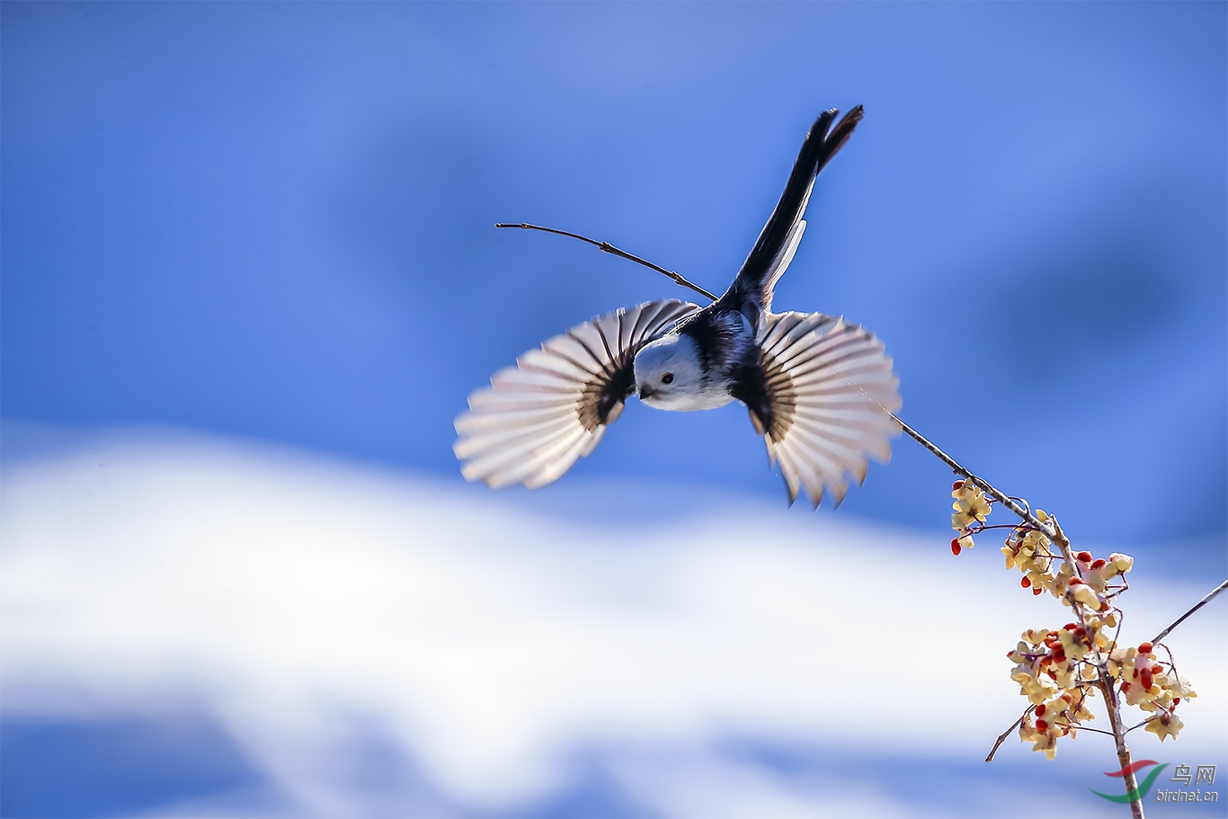 林鸟北长尾山雀银喉长尾山雀贺荣获首页精华