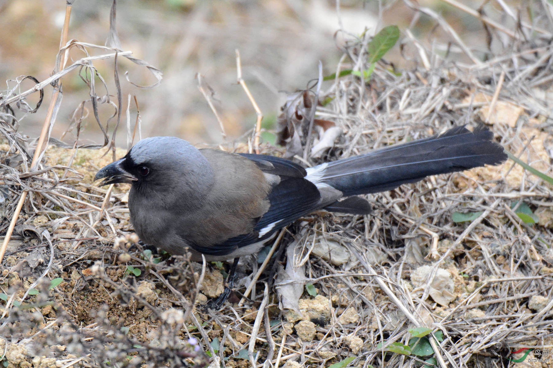 俯拍灰树鹊