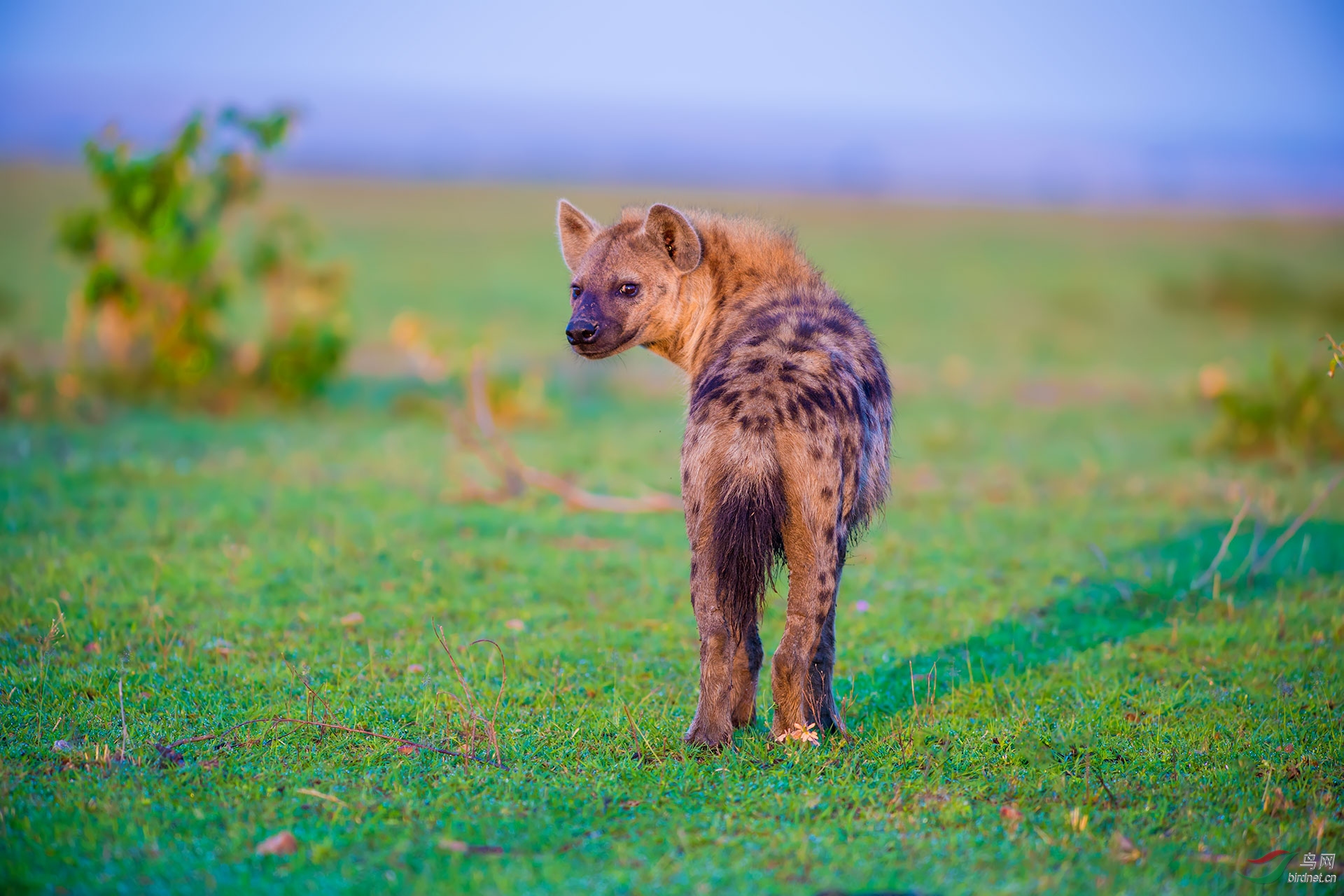 鬣狗(祝贺荣获首页精华)