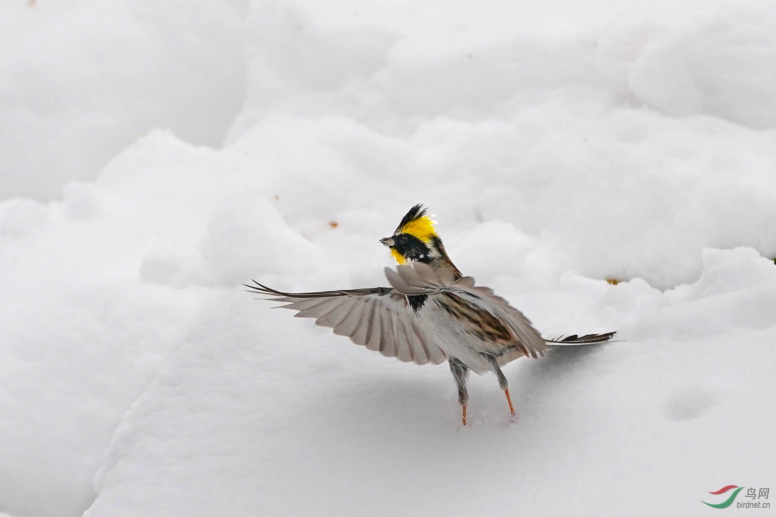 雪中雀!