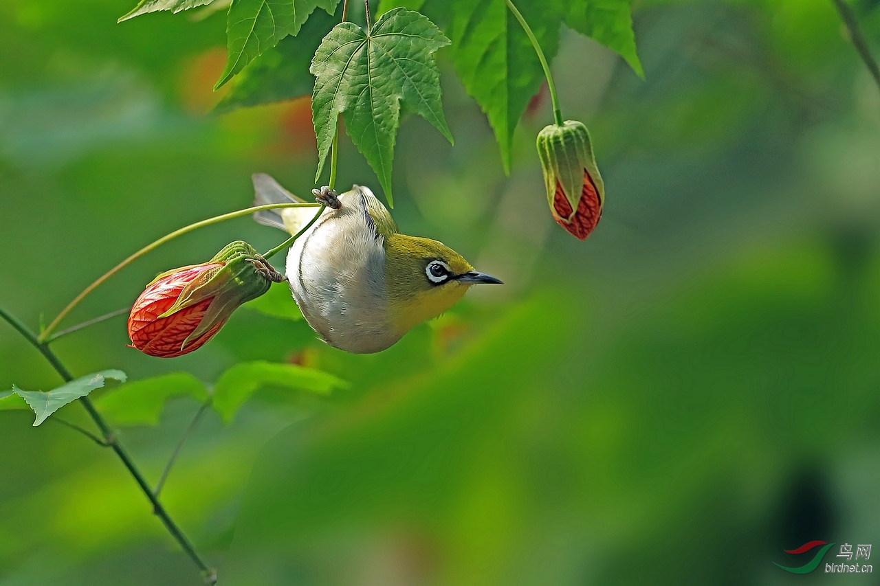 暗绿绣眼鸟绣眼也摇铃祝贺荣获首页鸟类精华